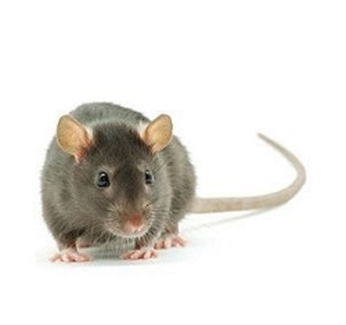 Comment combattre une invasion de souris et de rats ?